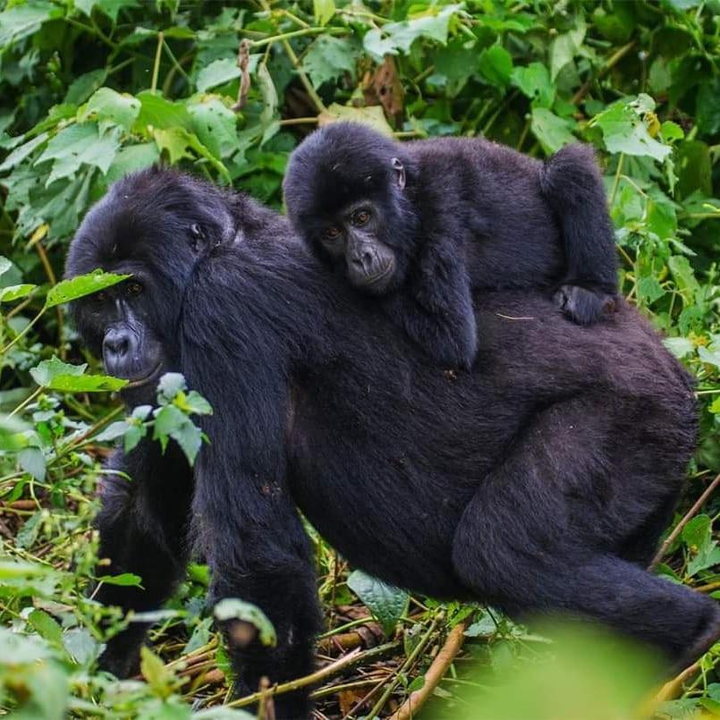Gorilla Hills Eco-Lodge Kisoro Екстер'єр фото